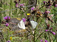 Papillon, Le Gaze - Aporia crataegi (ph. Mrugala F., Chamelet, 2018-06)(2)